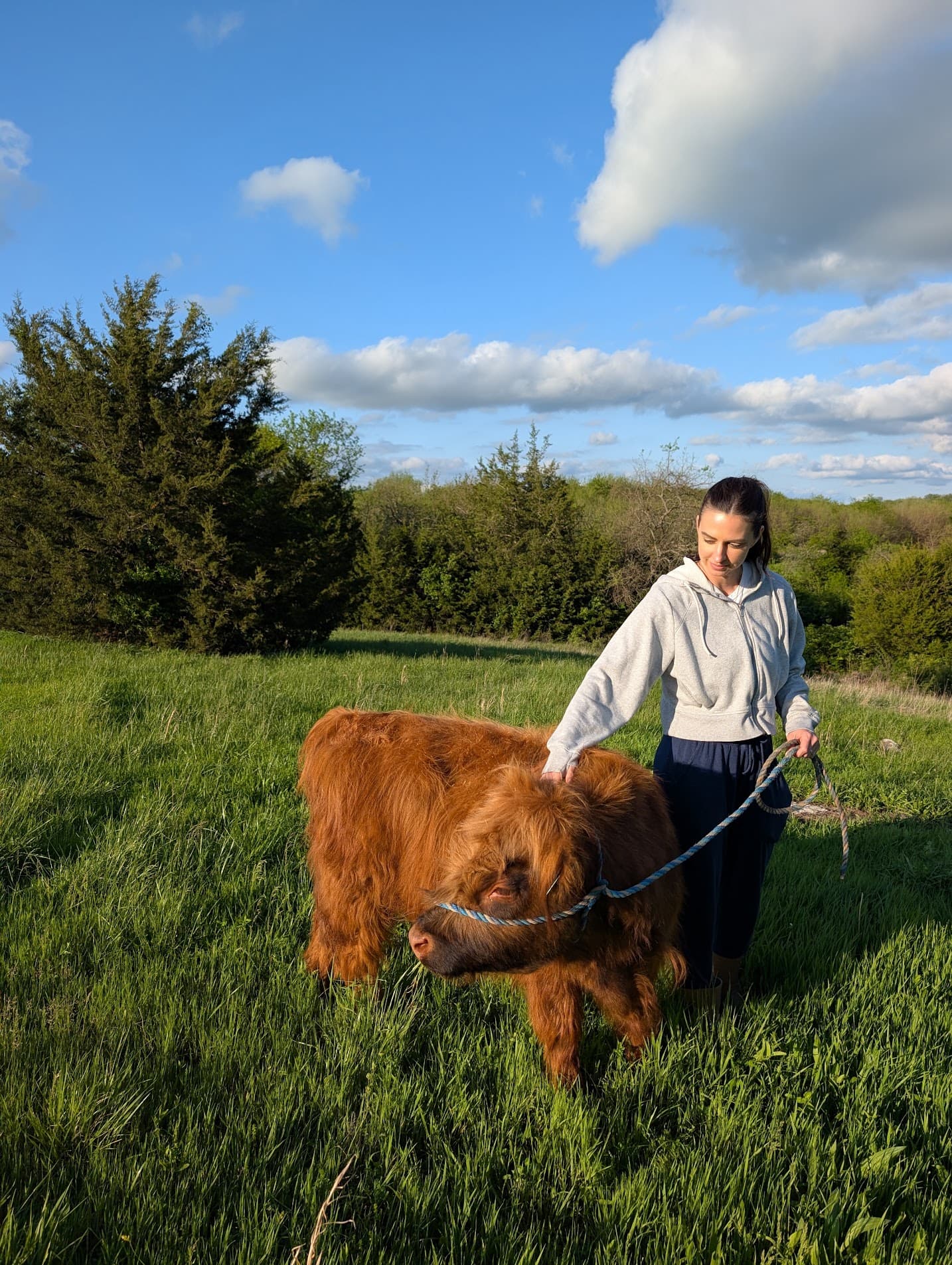 Brew, the property's miniature Highland bull, led on a rope through the pasture