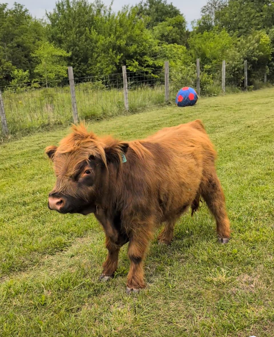 Brew, the club's miniature Highland bull, standing in the pasture with his ball behind him