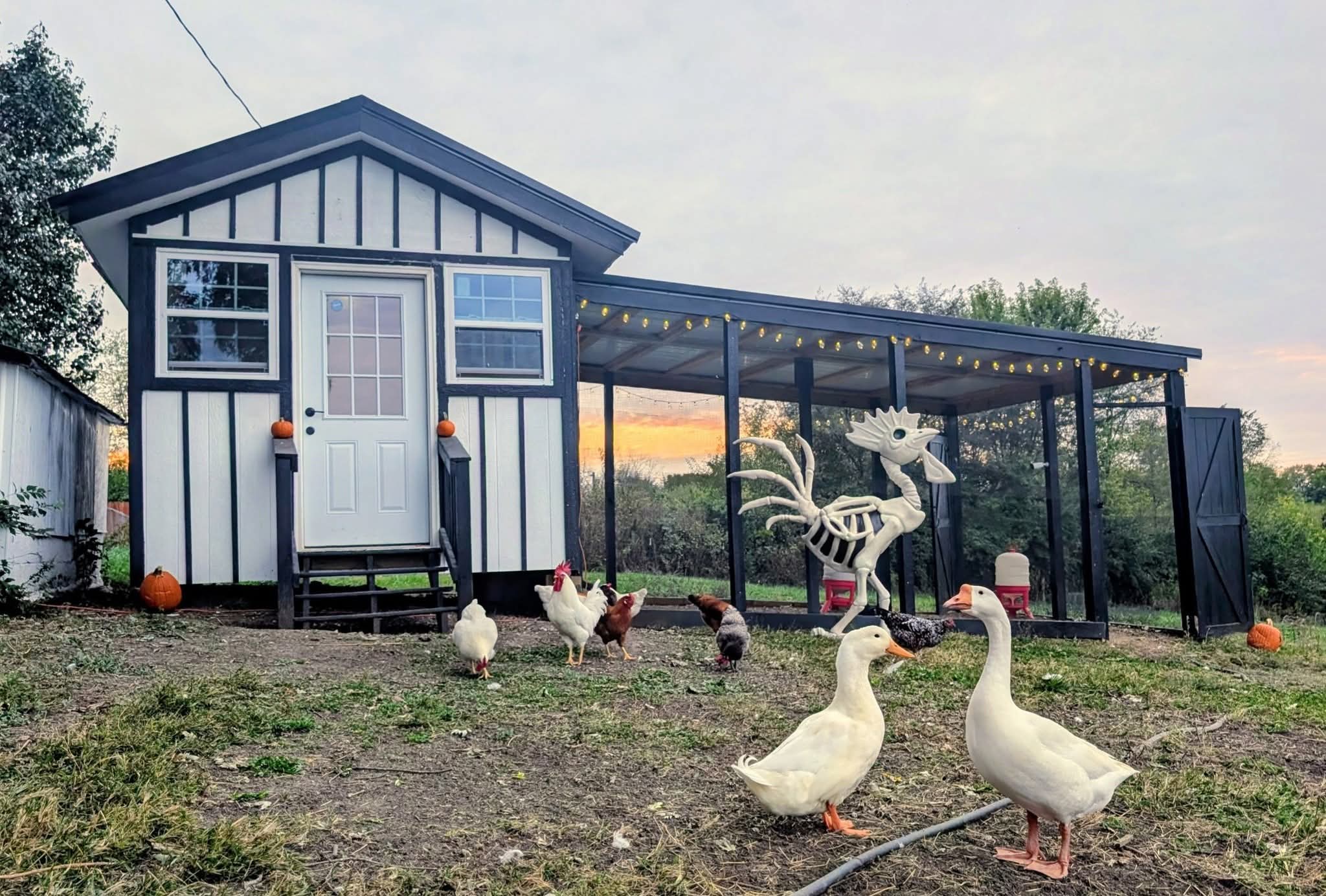The chicken coop and its covered run at sunset, with hens, ducks, and geese out in the yard