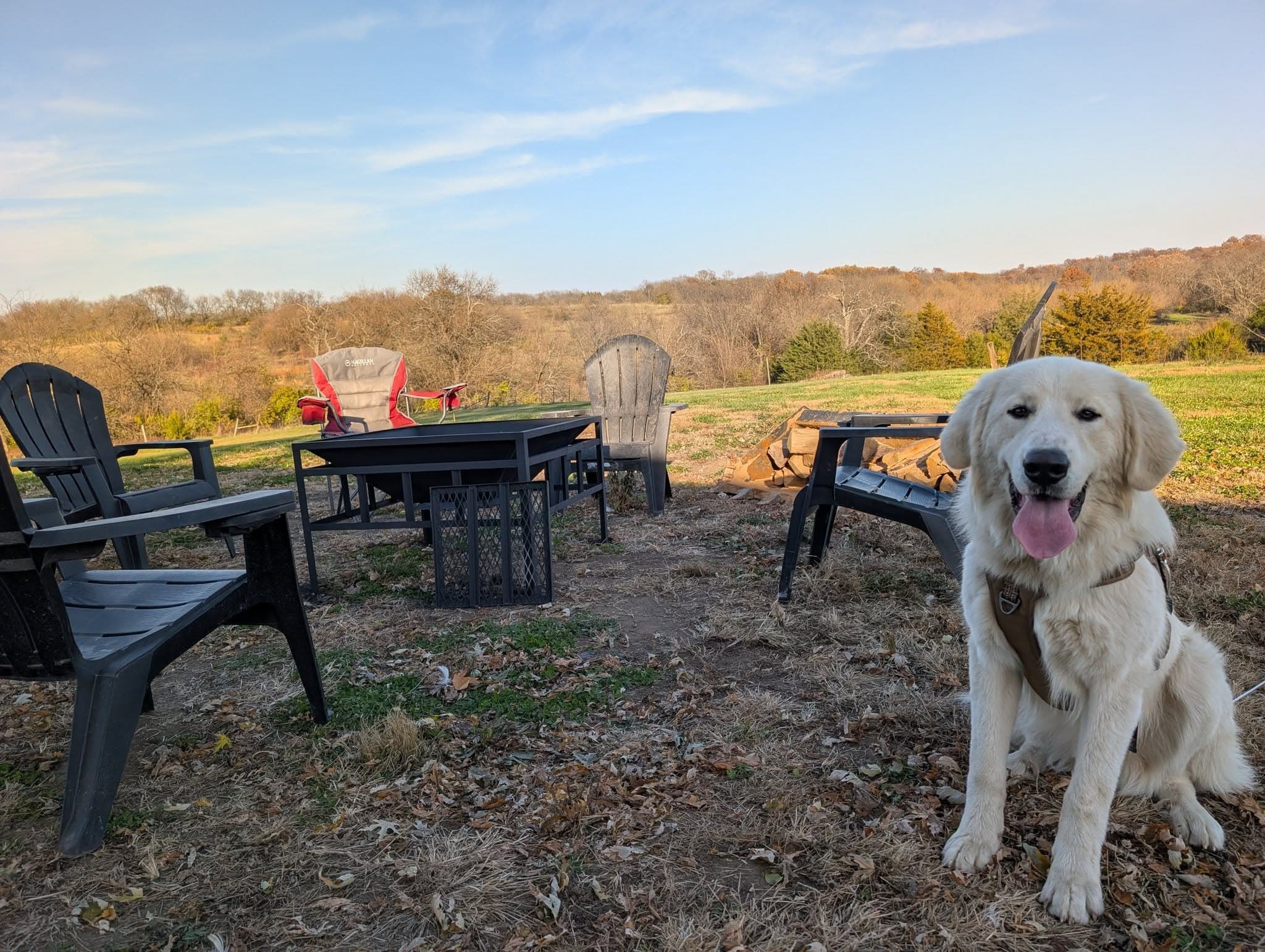 The property's Great Pyrenees guardian dog by the firepit