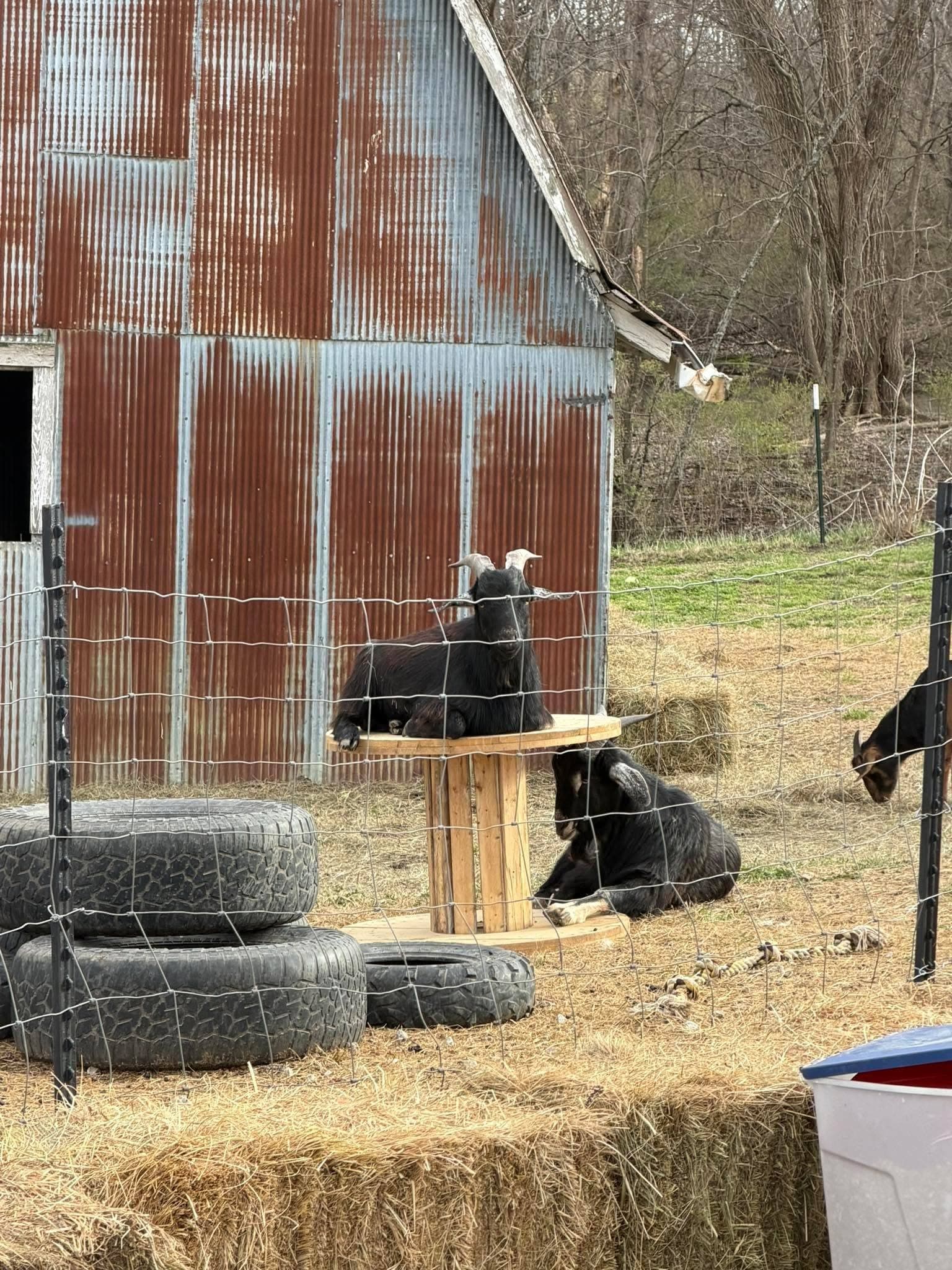 Two of the property's goats by the big red barn